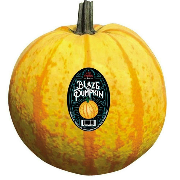Veg-Fresh Farms Blaze Pumpkin