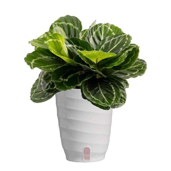 Vigoro 6 In. Calathea Plant N White Decor Plastic Pot
