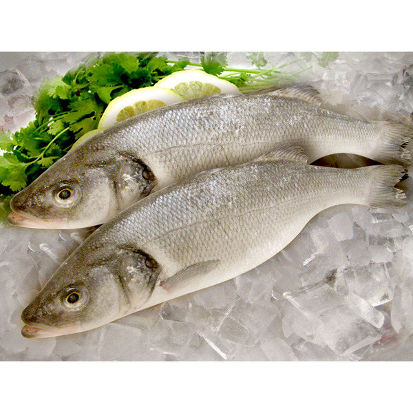 Branzino Sea Bass