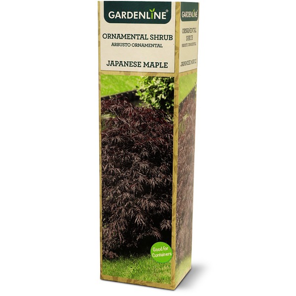Gardenline Dwarf Japanese Maple Same-Day Delivery or Pickup | ALDI