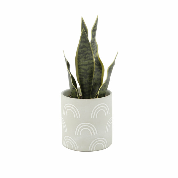 Walmart Mainstays Artificial Snake Plant in Rainbow Print Terracotta Pot -  Sage Same-Day Delivery | Instacart