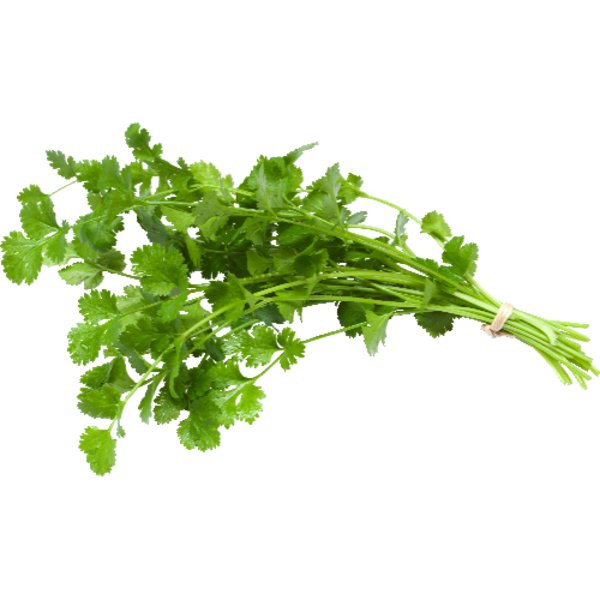 Cilantro