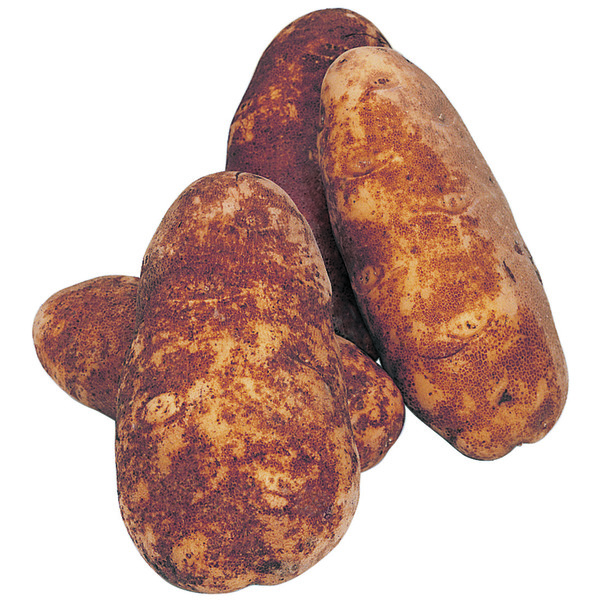 Russet Potato