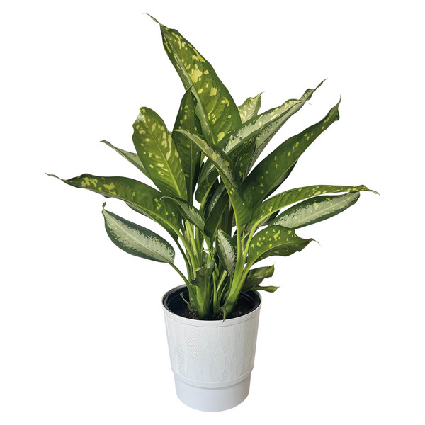 10" Assorted Foliage Same-Day Delivery or Pickup | ALDI