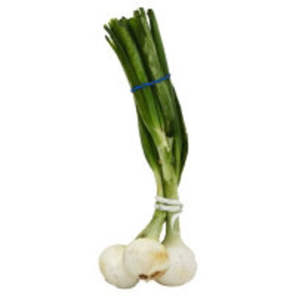 Cipollini Onion