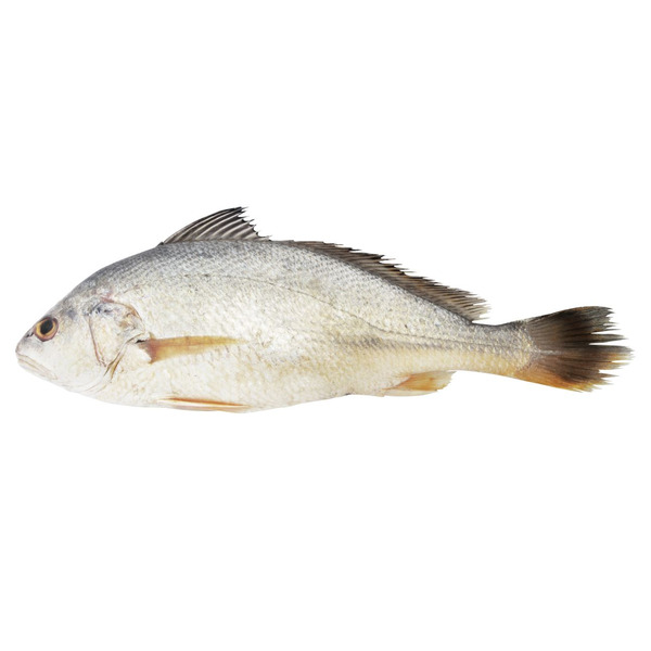 Fresh Whole Croakers, wild caught