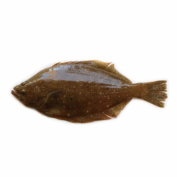 Fresh Petrale Sole
