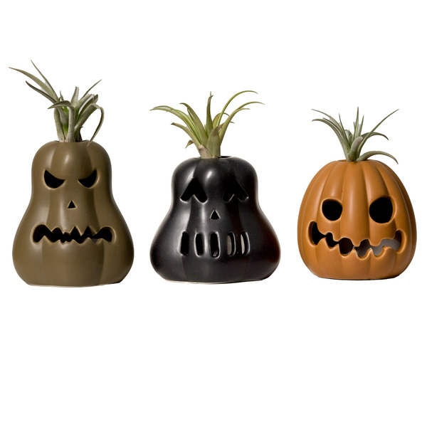 Live Trends Ghoulish Ghourdon Ceramic LED Air Plant Figurine - Tillandsia Brachycaulos House plant in 3 Inch(es) Figurine 1 -Pack