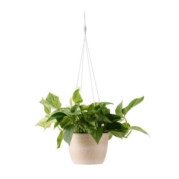 Live Trends Suspend Sands Ceramic Pot Hanging Basket - Picks Trailing