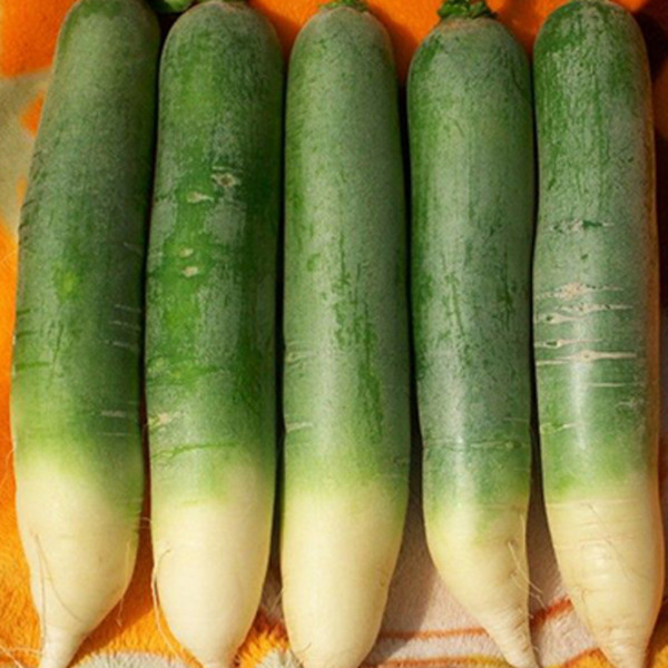Daikon Radish