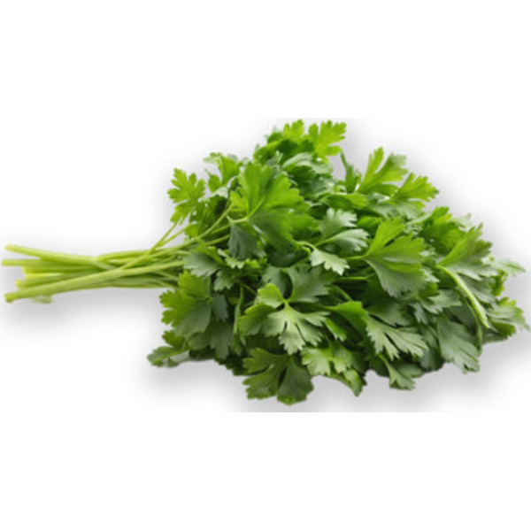Little Bear Plain Parsley