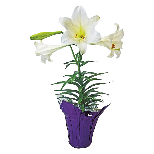 LaBonne's Markets Easter Lily Same-Day Delivery or Pickup | ALDI
