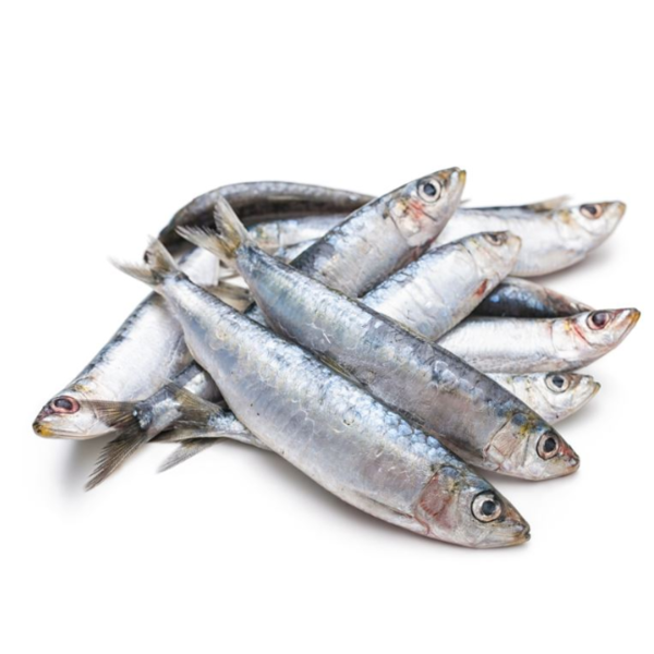 Frozen Sardines, Medium - 2 lbs