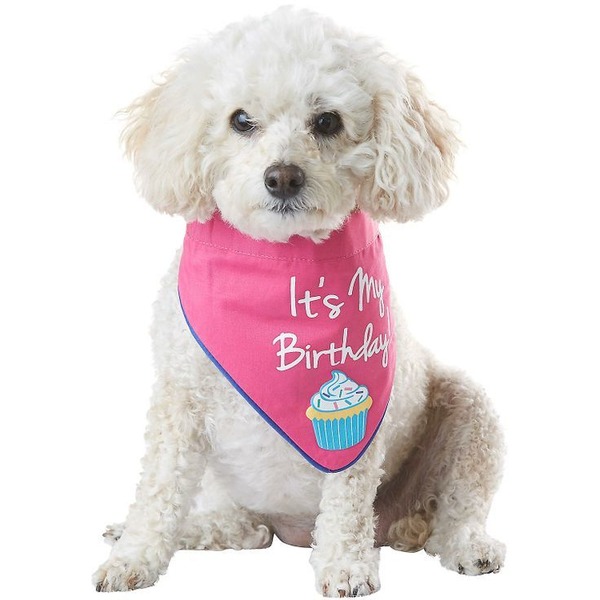 dog birthday hat petco