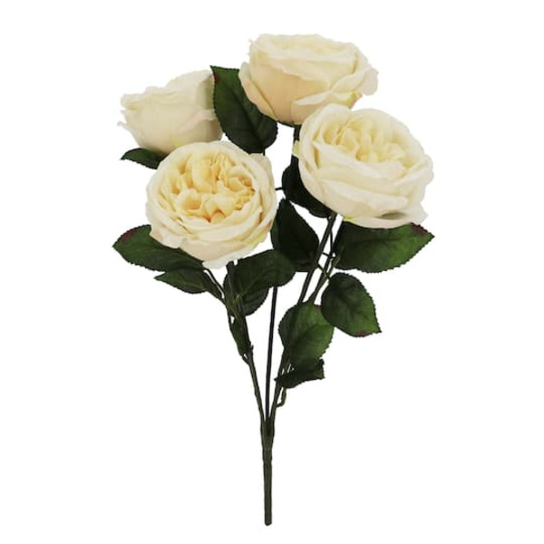 Ashland Cabbage Rose Bush