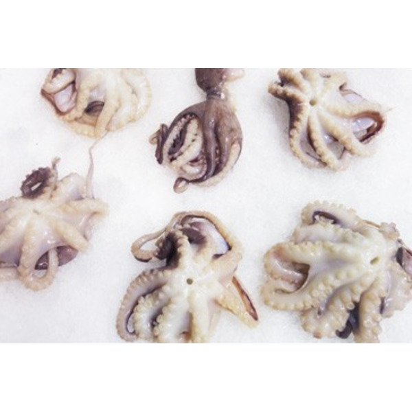 Baby Octopus - 2 Lb Pk