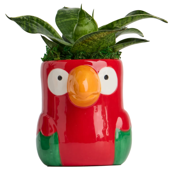 Live Trends Jungle Boogie Ceramic Pot, Assorted Succulents