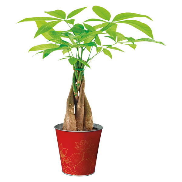maranta green prayer plant Green Prayer Plant (Maranta leuconeura)