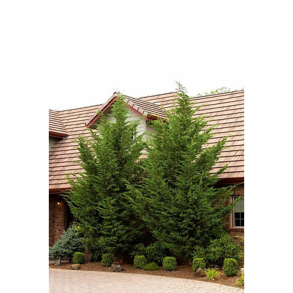 Monrovia 3.58 -Gallon Emerald Isle Leyland Cypress Screening Shrub 1 -Pack