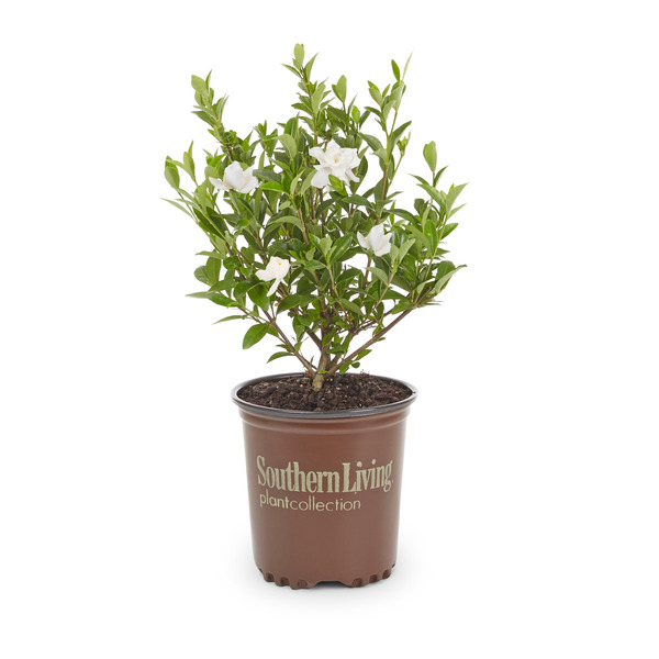 Southern Living 2.5 -Quart Gardenia Jubilation Flowering with White Blooms
