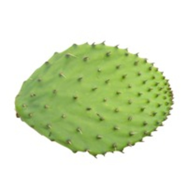 Nopalitos Cactus Leaves