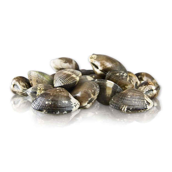 Live Manila Clam