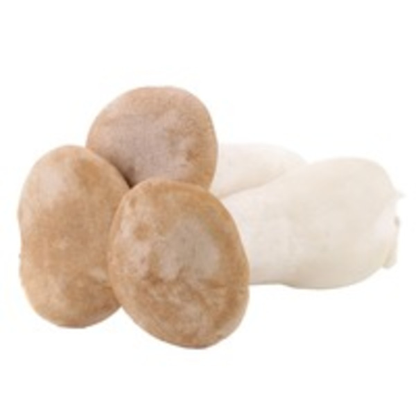 Oyster Mushrooms