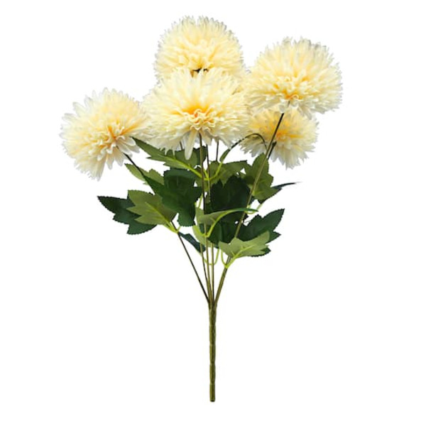 Ashland Cream Mum Bush