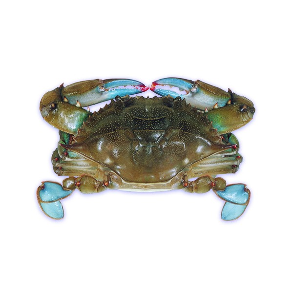Leonnard Shell Stew Leonard's Soft Shell Crab Same-Day Delivery or Pickup | Stew Leonard's