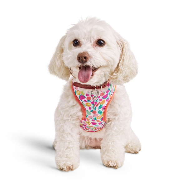 extra extra small dog harness