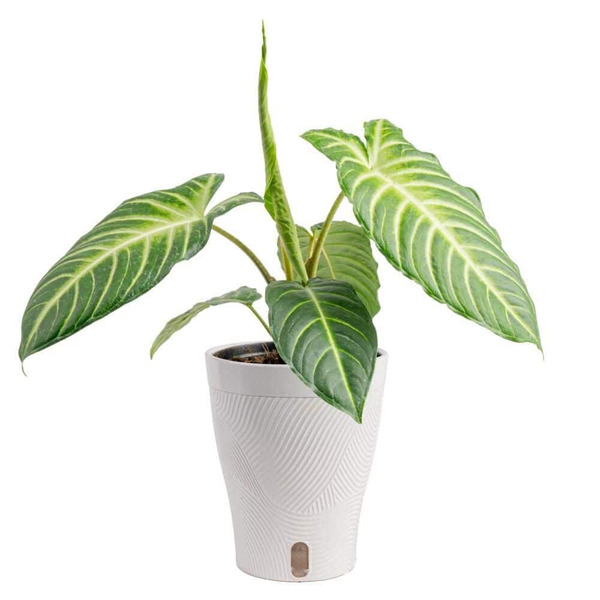 Trending Tropicals 6 In. Trending Tropical Xanthosoma Magnificum Plant In Deco Pot