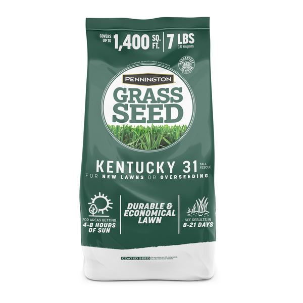 Pennington Kentucky 31 7-lb Tall Fescue Grass Seed