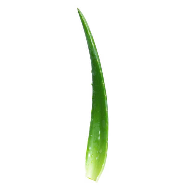 aloe vera body Chear Aloe Vera Body Lotion  Ultra Moisturising Hand & Body Lotion for Dry  Skin 750ml