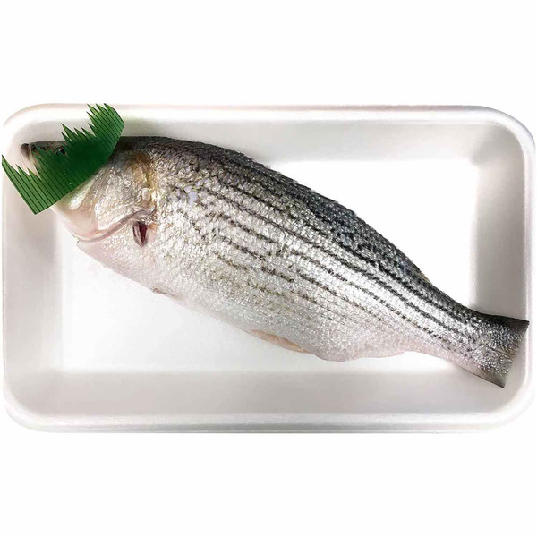 Striped Bass