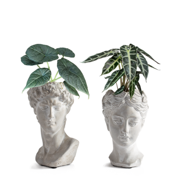 Live Trends Busties Ceramic Figurine - Assorted Greenhouse Picks House Plant