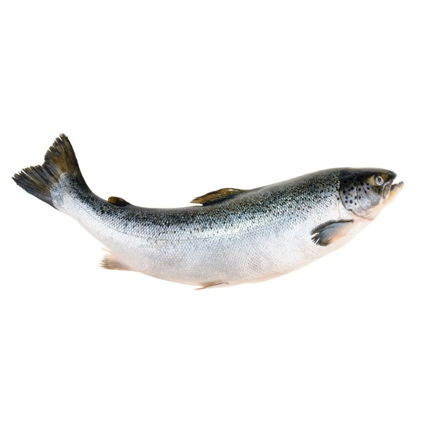 Whole Salmon, Faroe Island, 7-9 kilo