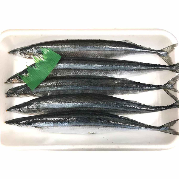 Mackerel Pike