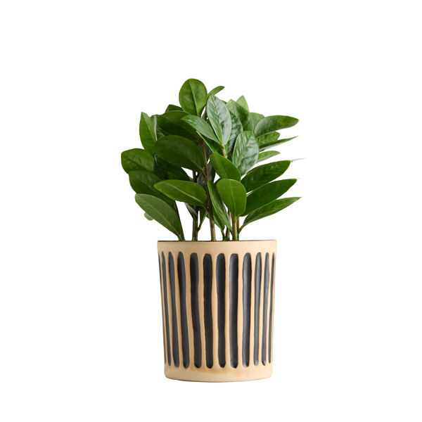 Live Trends Forged Channels Ceramic Self-Watering Pot - Greenhouse Picks