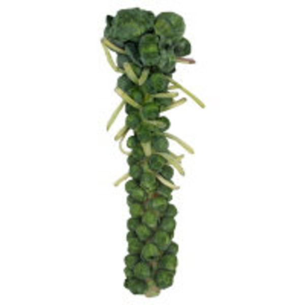 Ocean Mist Farms Brussels Sprouts Stalk