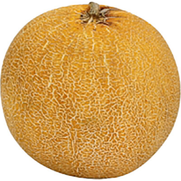 Turlock Pita Galia Melon