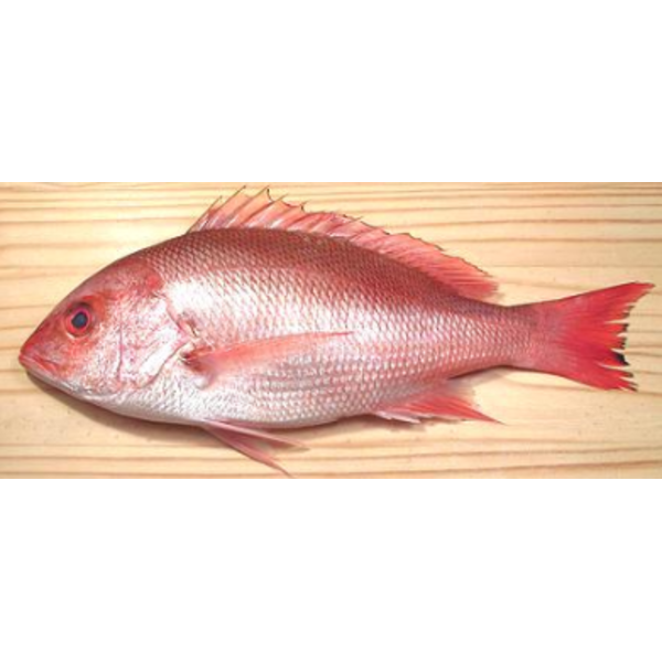 True American Red Snapper