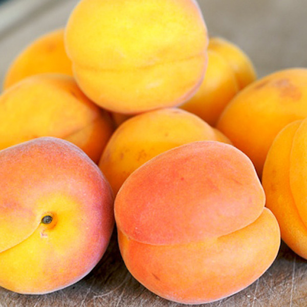 Apricot