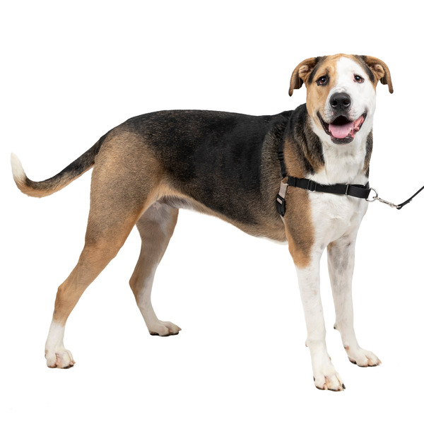 PetSafe Easy Walk Harness, No Pull Dog Harness, Extra Large, Black