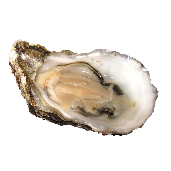 Live Oyster in Shell