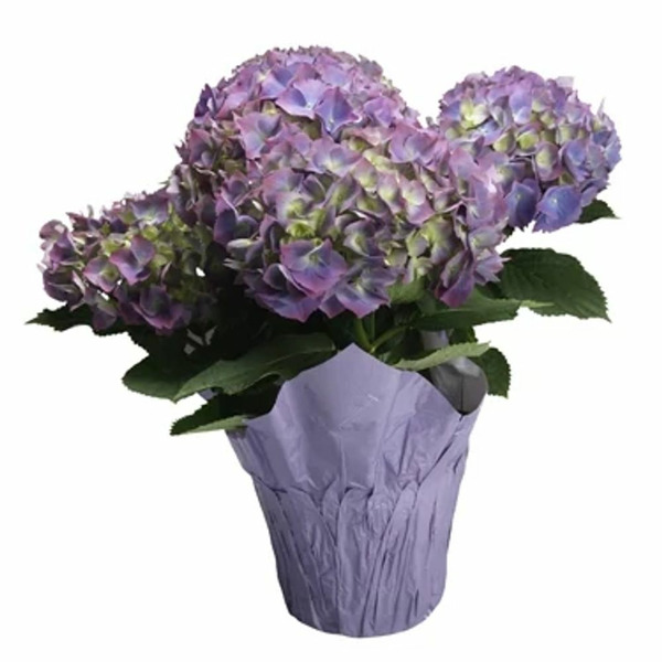 Hydrangea Same-Day Delivery or Pickup | The Fresh Market