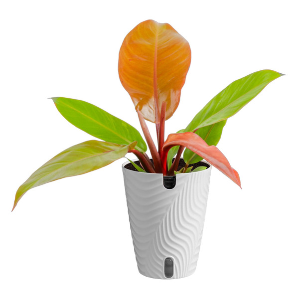 Costa Farms Philodendron House plant in 1.4 Quart(s) Self-watering pot 1 -Pack