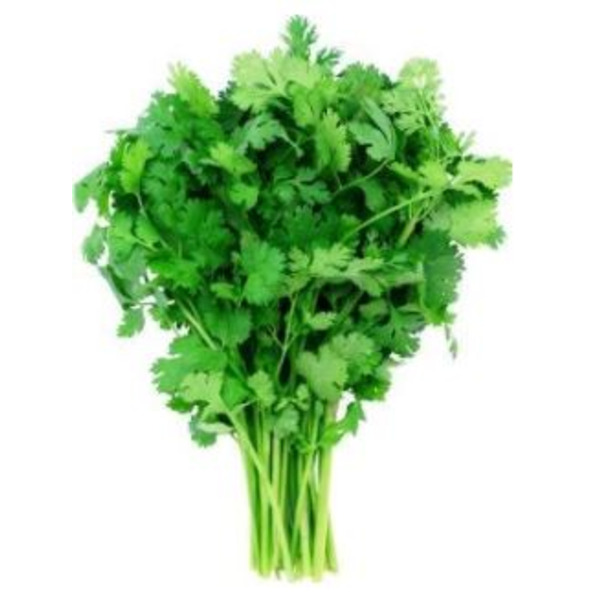 Cilantro - 10 ct