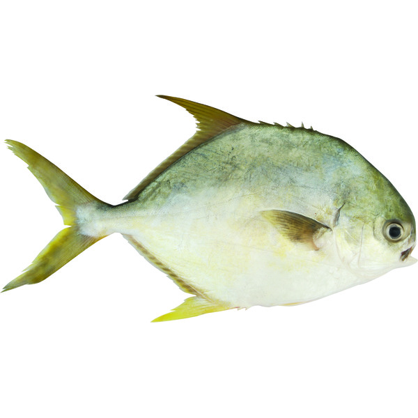 Cardenas Markets Golden Pompano
