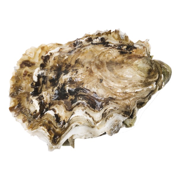 Hilton's Fresh Extra Small Oysters (16 oz) from Costco Instacart