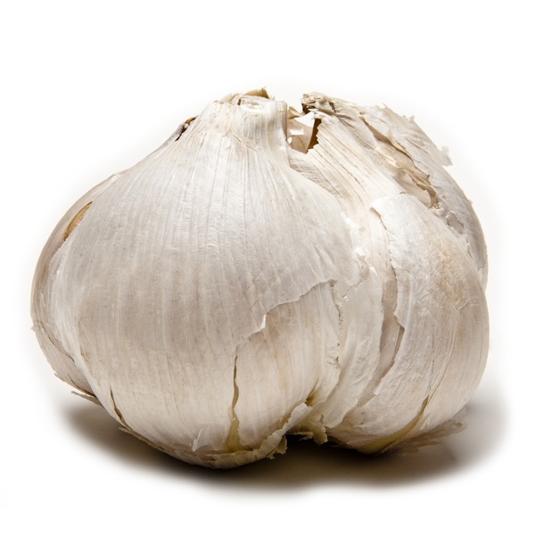 Tagd Elephant Garlic Bulbs